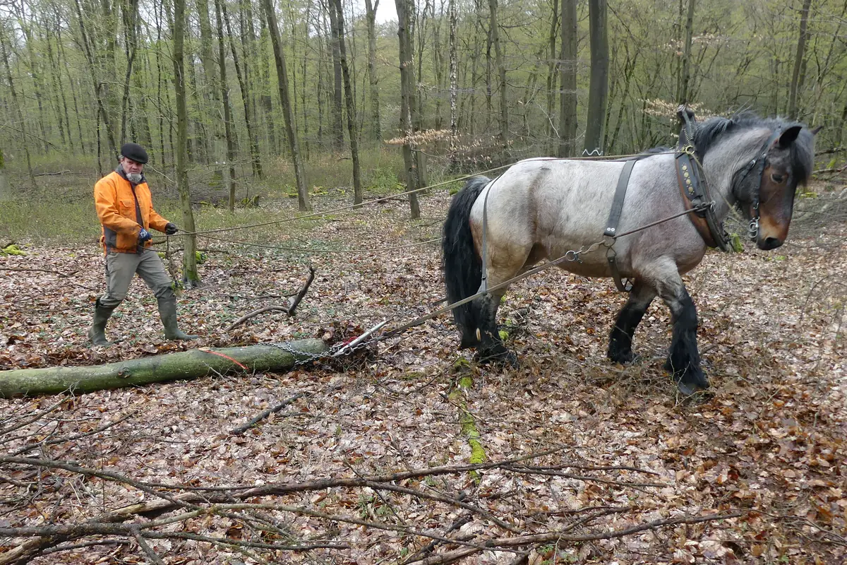 Meneur équipé d'une veste de sécurité orange guidant aux guides un cheval de trait qui débusque une tige en forêt de feuillus