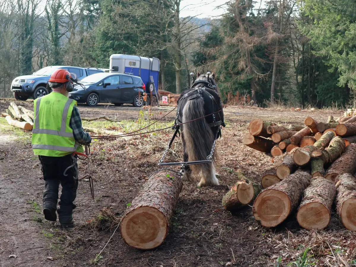 Débardeur en gilet haute visibilité et casque menant un cheval de trait vers une pile de grumes sur la place de dépôt